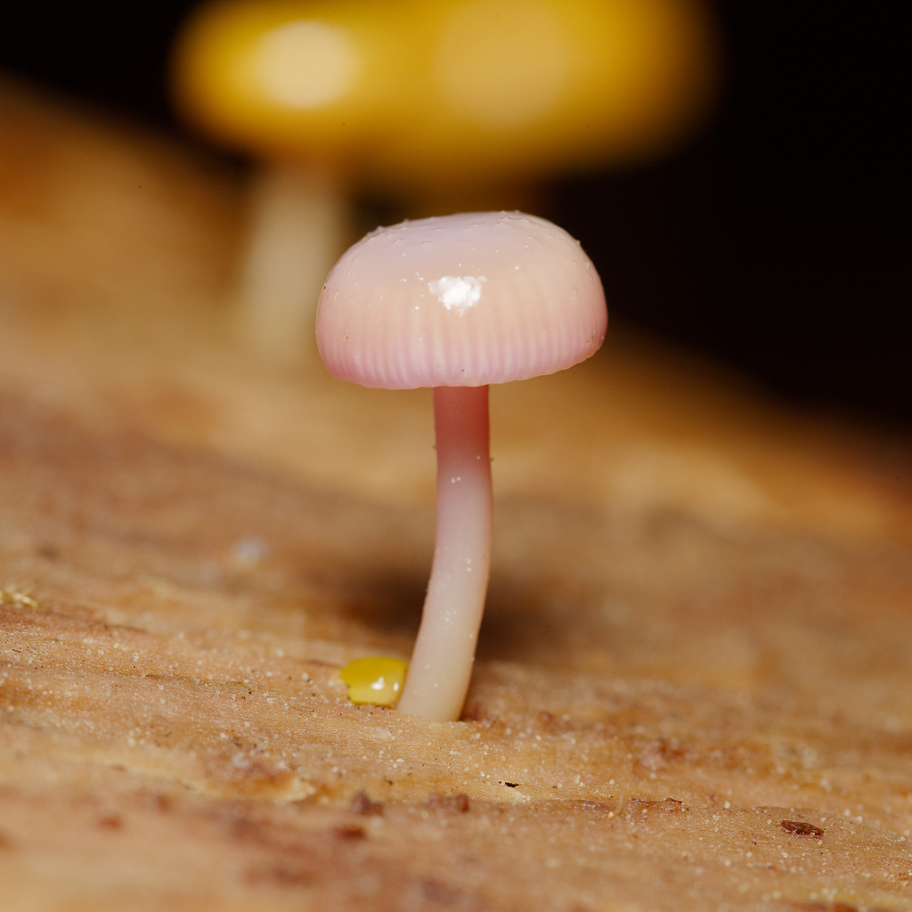 Chromosera